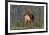 Bull Elk-David Osborn-Framed Photographic Print