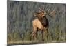 Bull Elk-David Osborn-Mounted Photographic Print