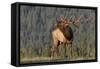 Bull Elk-David Osborn-Framed Stretched Canvas