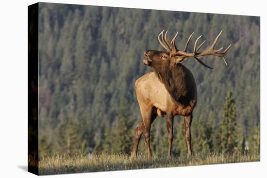 Bull Elk-David Osborn-Stretched Canvas