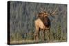 Bull Elk-David Osborn-Stretched Canvas