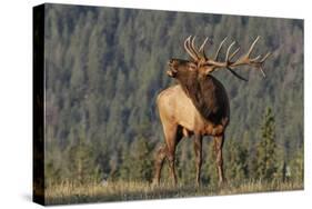 Bull Elk-David Osborn-Stretched Canvas