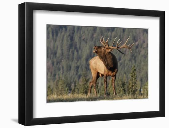 Bull Elk-David Osborn-Framed Premium Photographic Print