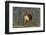 Bull Elk-David Osborn-Framed Premium Photographic Print