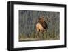 Bull Elk-David Osborn-Framed Premium Photographic Print