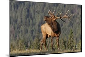 Bull Elk-David Osborn-Mounted Premium Photographic Print
