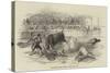 Bull-Fight at Madrid, Accident to Montes, the Matador-null-Stretched Canvas