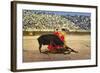 Bull Fight in Spain, Early 20th Century-null-Framed Photographic Print