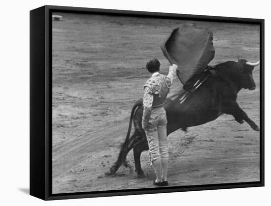 Bull Fighter Manolete Raising His Cape as Bull Charges Past Him in Bull Ring During Bull Fight-William C^ Shrout-Framed Stretched Canvas