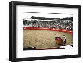 Bull Fighting, Tena, Ecuador, South America-Mark Chivers-Framed Photographic Print