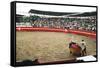 Bull Fighting, Tena, Ecuador, South America-Mark Chivers-Framed Stretched Canvas