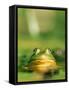 Bull Frog-Stephen Maka-Framed Stretched Canvas