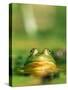 Bull Frog-Stephen Maka-Stretched Canvas