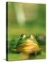Bull Frog-Stephen Maka-Stretched Canvas