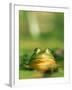 Bull Frog-Stephen Maka-Framed Photographic Print