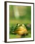 Bull Frog-Stephen Maka-Framed Photographic Print