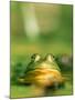 Bull Frog-Stephen Maka-Mounted Photographic Print