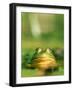 Bull Frog-Stephen Maka-Framed Photographic Print