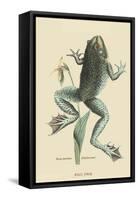 Bull Frog-Mark Catesby-Framed Stretched Canvas