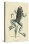 Bull Frog-Mark Catesby-Stretched Canvas