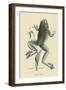 Bull Frog-Mark Catesby-Framed Art Print