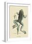 Bull Frog-Mark Catesby-Framed Art Print