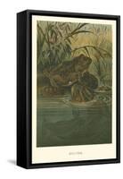 Bull-Frog-null-Framed Stretched Canvas