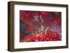 Bull Hydroid Crab-Hal Beral-Framed Photographic Print