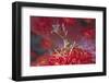 Bull Hydroid Crab-Hal Beral-Framed Photographic Print