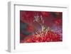 Bull Hydroid Crab-Hal Beral-Framed Photographic Print