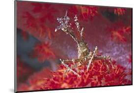 Bull Hydroid Crab-Hal Beral-Mounted Photographic Print