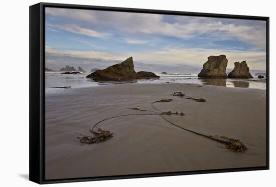 Bull Kelp Seaweed, Bandon Beach, Oregon, United States of America, North America-James Hager-Framed Stretched Canvas