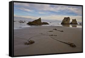 Bull Kelp Seaweed, Bandon Beach, Oregon, United States of America, North America-James Hager-Framed Stretched Canvas