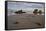 Bull Kelp Seaweed, Bandon Beach, Oregon, United States of America, North America-James Hager-Framed Stretched Canvas