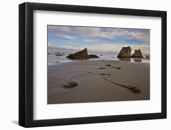 Bull Kelp Seaweed, Bandon Beach, Oregon, United States of America, North America-James Hager-Framed Photographic Print