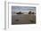 Bull Kelp Seaweed, Bandon Beach, Oregon, United States of America, North America-James Hager-Framed Photographic Print
