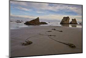 Bull Kelp Seaweed, Bandon Beach, Oregon, United States of America, North America-James Hager-Mounted Photographic Print