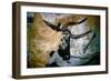 Bull: Lascaux, France-null-Framed Giclee Print