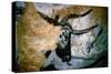 Bull: Lascaux, France-null-Stretched Canvas