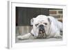 Bull, Lying Down-null-Framed Photographic Print