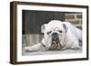 Bull, Lying Down-null-Framed Photographic Print