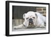 Bull, Lying Down-null-Framed Photographic Print