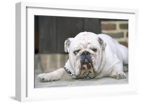 Bull, Lying Down-null-Framed Photographic Print