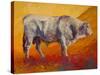 Bull Market-Marion Rose-Stretched Canvas