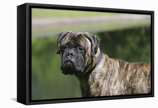 Bull Mastiff 12-Bob Langrish-Framed Stretched Canvas