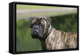 Bull Mastiff 12-Bob Langrish-Framed Stretched Canvas