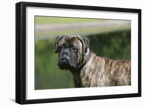 Bull Mastiff 12-Bob Langrish-Framed Photographic Print