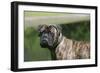 Bull Mastiff 12-Bob Langrish-Framed Photographic Print