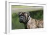 Bull Mastiff 12-Bob Langrish-Framed Photographic Print