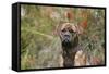 Bull Mastiff 15-Bob Langrish-Framed Stretched Canvas